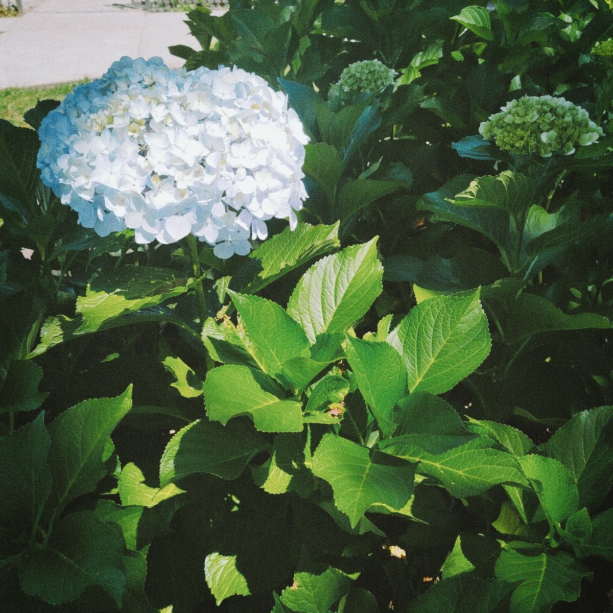 Llenen el mundo de hortensias por favor y grasia