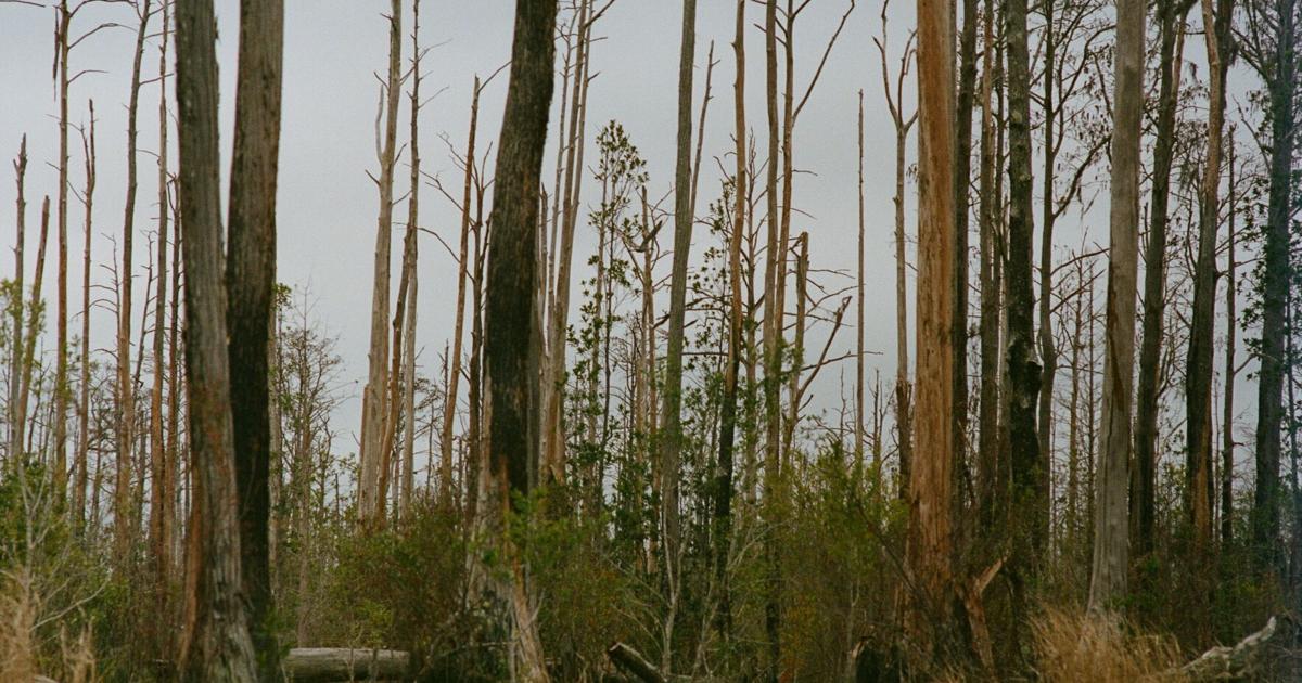 Golden Isles Mag tweet media