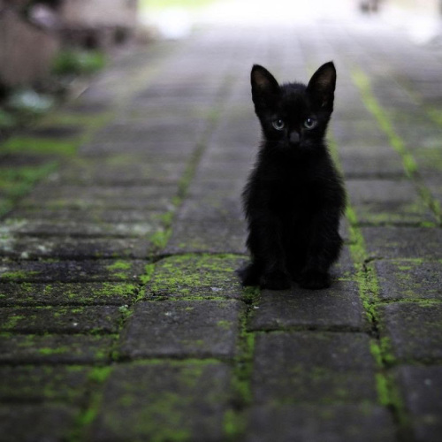 Skydive Indianapolis tweet media