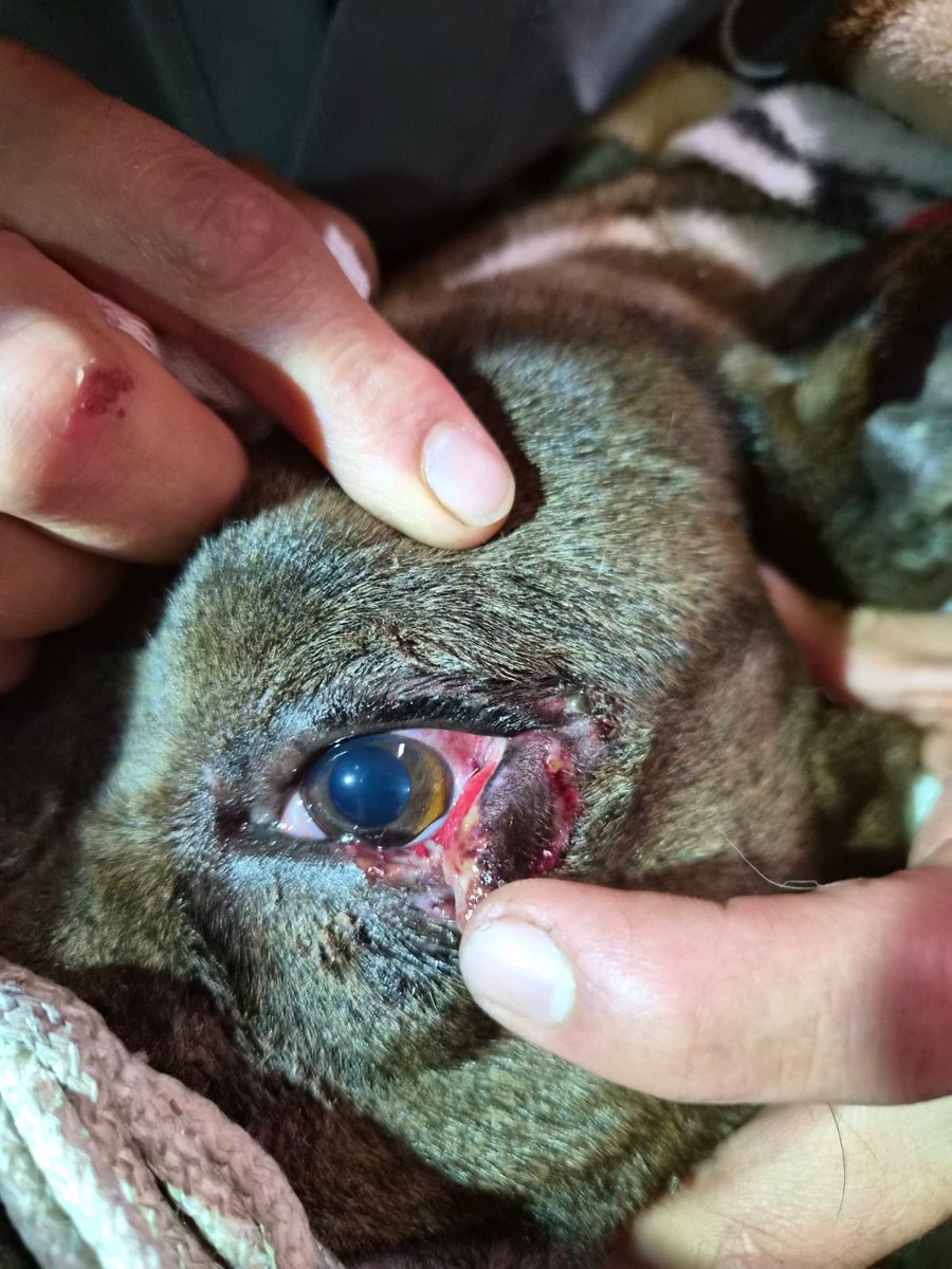 FundacionToby's tweet photo. Familia 🚨🚨
Necesitamos conseguir un oftalmólogo para una cirugía, alguien conoce un mvz con esta especialidad?

Pepa Pig lo necesita con urgencia, hoy acudimos al hospital para irla tratando pero si es necesario el oftalmólogo 🙏 https://t.co/kRbV6UFo3p