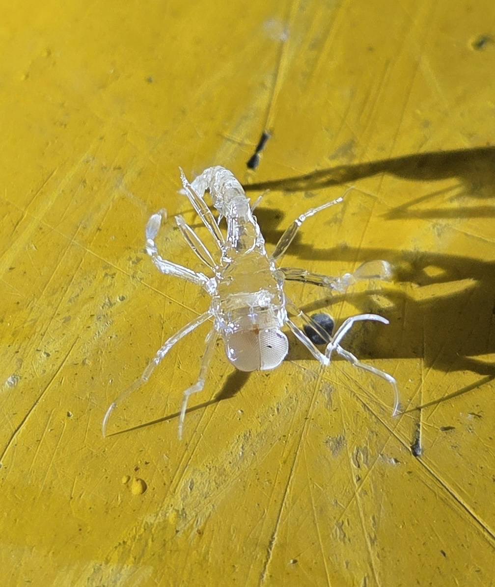 これなんという生物かわかる方いたら教えて欲しいです🙇