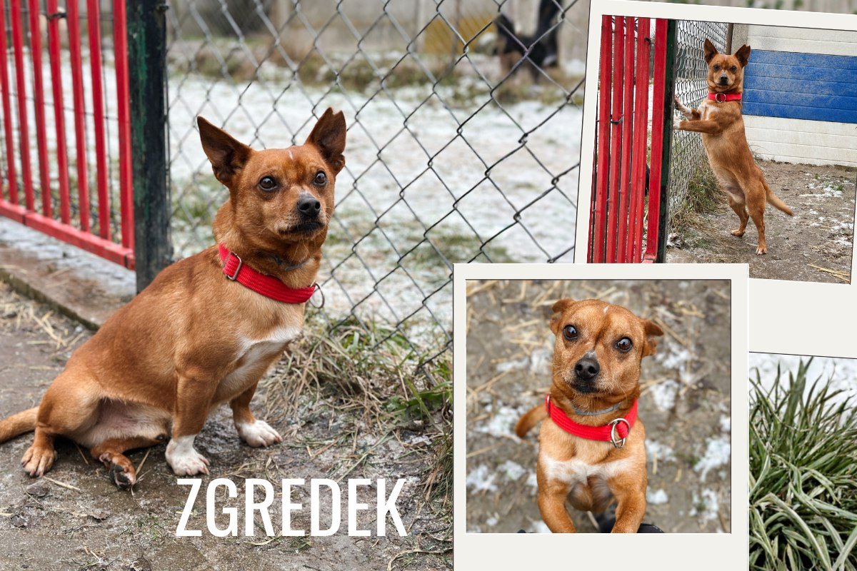 🐾nie ciągnie na lince
Data urodzenia: 10.2020r.Znaleziony: gm.Grodzisk Mazowiecki.
Data przyjęcia do schroniska: 12.2025
Zgredek to niewielki samczyk
Waży jedynie 9kg.
Próbuje odnaleźć się w nowej dla niego rzeczywistości,ale już wiemy,że jest energicznym, wesołym psem