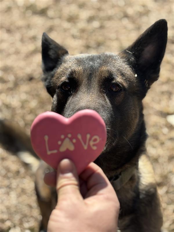 Happy Valentine's Day from K9 Boroka (left) &amp; K9 Hank (right)❤️