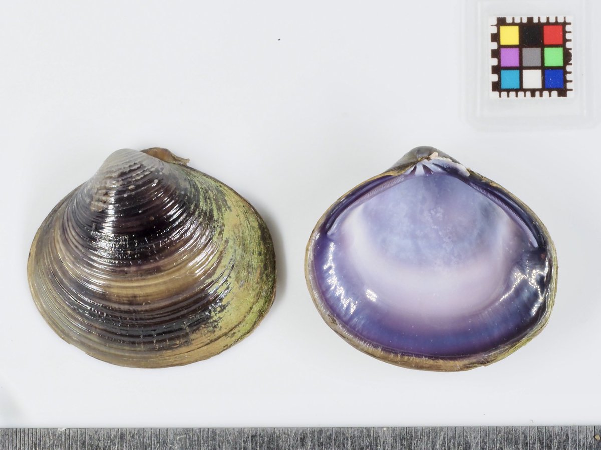 カワハヤ (@uu_nousonseitai) on Twitter photo 