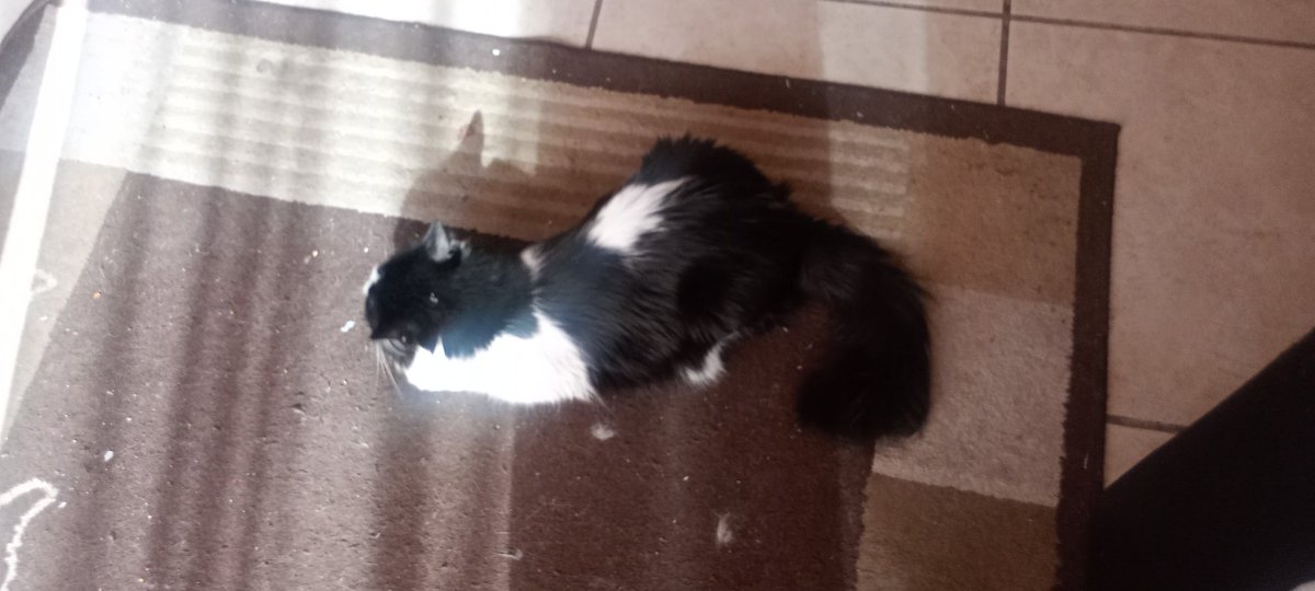 Goober and Others 🍔🎩 tweet media