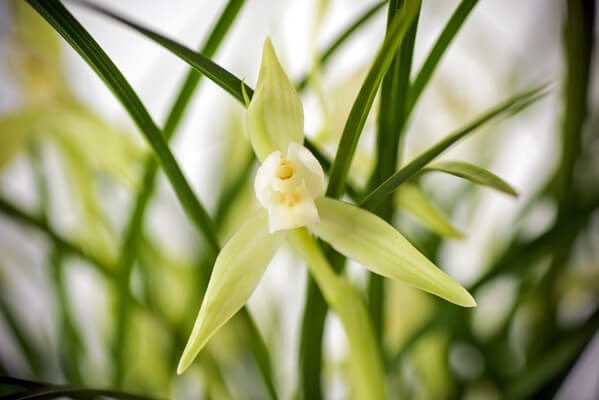 yuki_shin_sax's tweet image. 2月14日(土) #ValentinDay
いつも素敵なX Worldの皆様へ
おはようございます☕️🍫✨

📡ビンテージ床屋💈さんへ
カット💇カラー💆予約しているので行ってきます🙂

🧚‍♀️今日のお花と💐花言葉…

🤍シュンラン🤍

花言葉🧚‍♀️素直なしぐさ