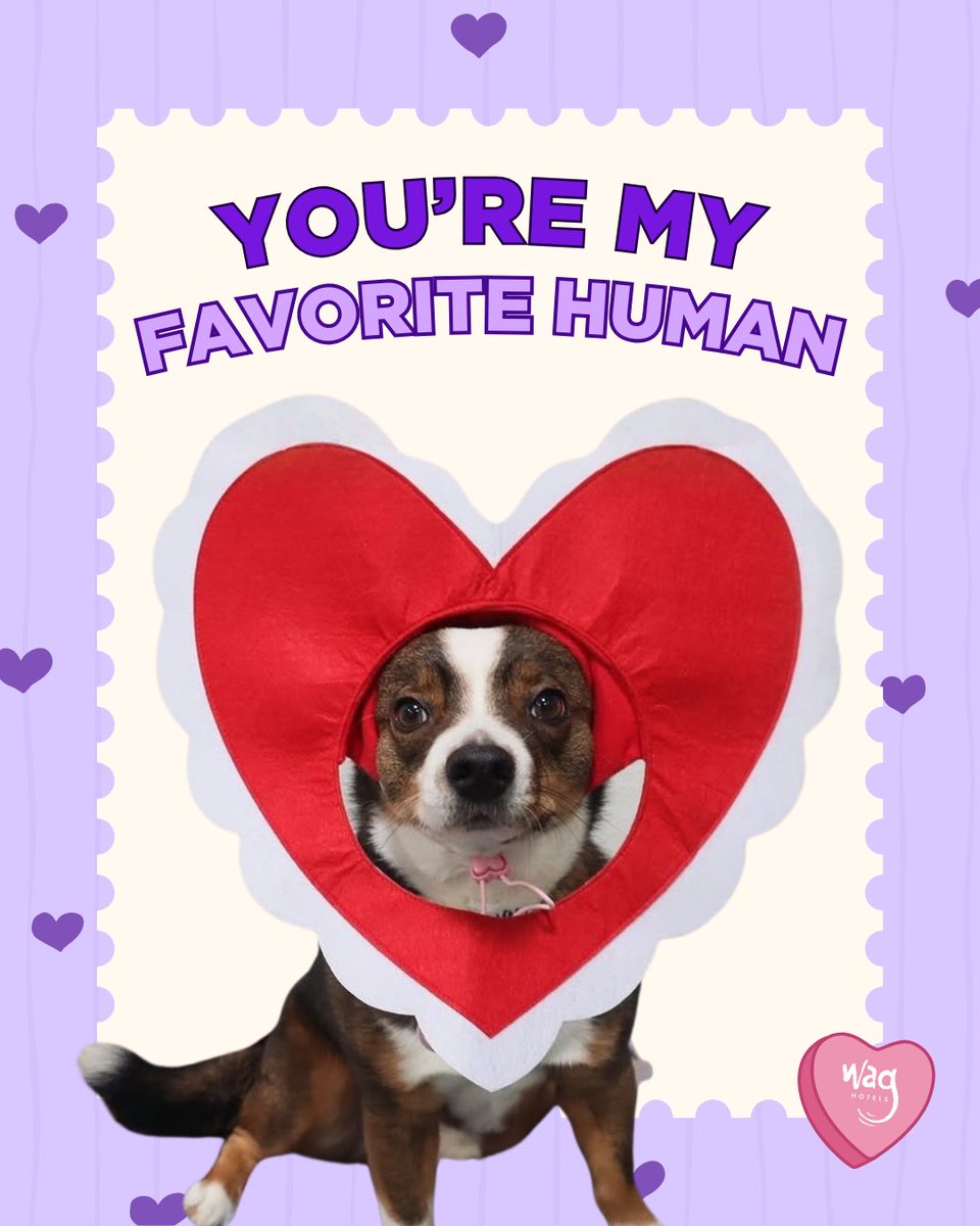 Wag Hotels tweet media