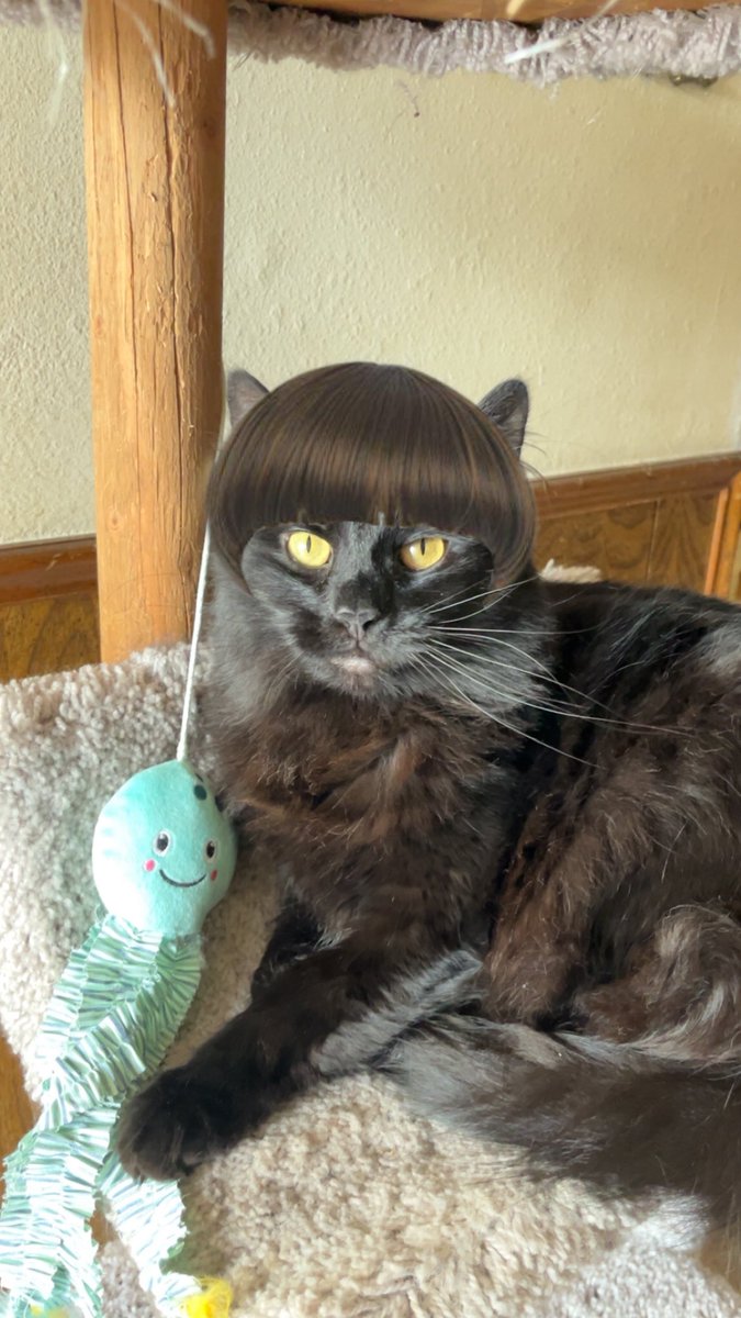 sheevorah's tweet photo. i gave my cat a bowlcut with picsart #FuckAI #BringBackPhotoshop https://t.co/QE92BfN7iC