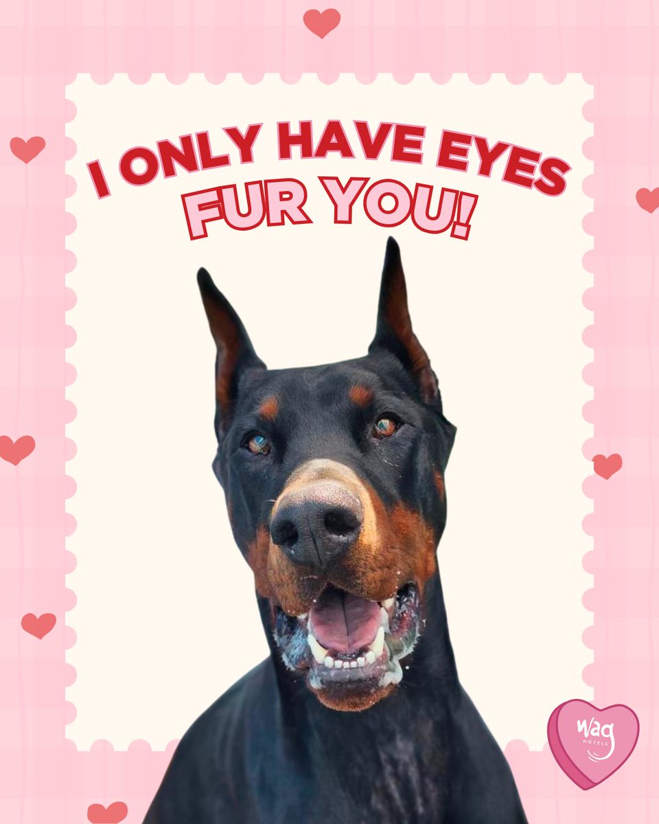 Wag Hotels tweet media