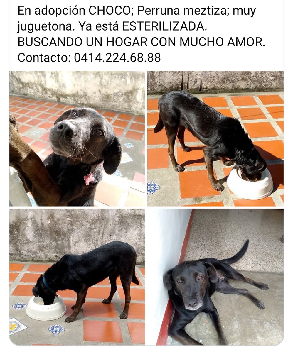 PerroUsuario Wof '•' tweet media