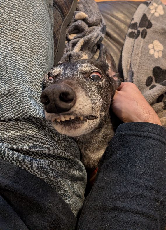 MayaTheGrey's tweet photo. A: Friday night cuddles and ear scritches with Hoodad - perfect start to the weekend 🤤
#HoundsOfTwitter https://t.co/FLpmPPViVN