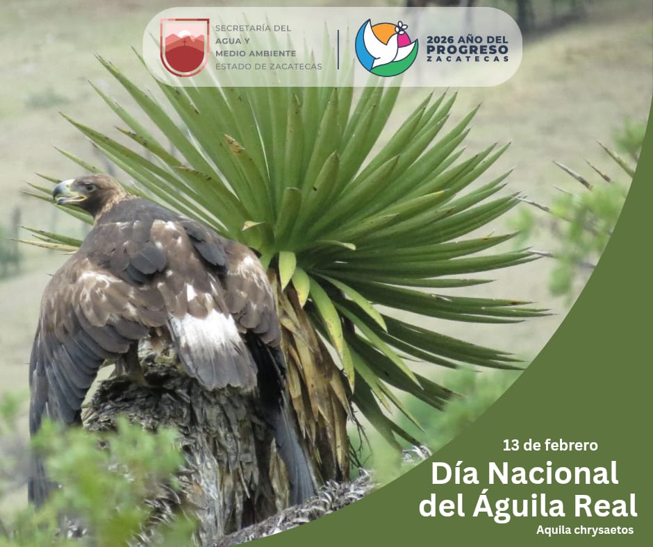Hoy es el Día Nacional del Águila Real, especie importante que contribuye a la conversación de la biodiversidad, es símbolo de nuestra cultura. Zacatecas es territorio de nidos del Águila Real, conservemos esta majestuosa especie.