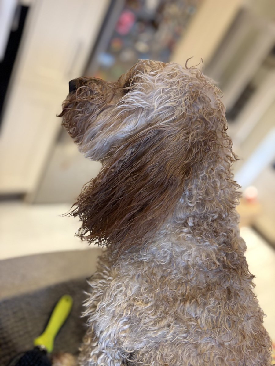 Wos dry when we went out - suddenly icy hard stuff wos fallin out of the sky an there wos flashes den sploosh! No raincoats, sogged. Now me inner poodle’s comed out again. Mum twied to stwaighten me ears but we gived up, pfft. 
Nite nite evfuryone, see u tomorrow.