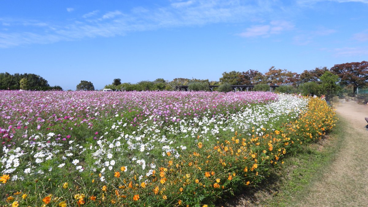 FUayusakai's tweet photo. 秋色に染まる和泉リサイクル環境公園|コスモス畑の絶景散歩【2025.10.29】: https://t.co/5mLGwJ8Ra6 #和泉リサイクル環境公園 #和泉市 #秋桜
#大阪観光 #Kochia #AutumnJapan #OsakaTravel https://t.co/sPiSFXWOn9