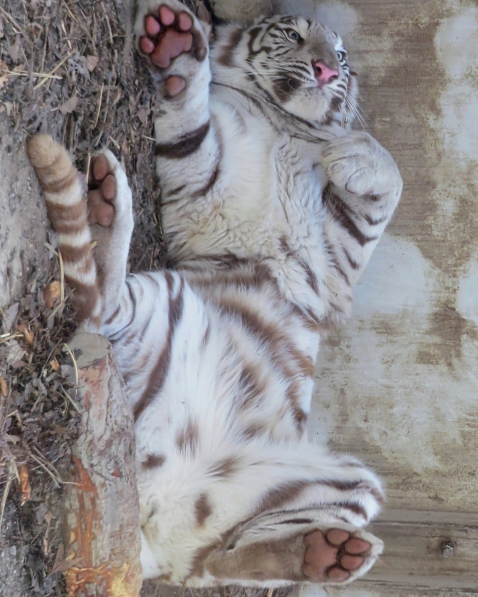 mayu0000228's tweet photo. パカっとなっていたツキちゃん🐯🌙 https://t.co/qgtPTHHeuX