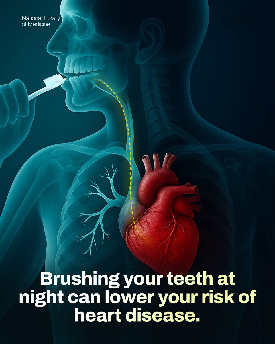 Brushing your teeth at night isn’t just good for oral hygiene—it may also protect your heart. When harmful bacteria accumulate in the mouth overnight, they can enter the bloodstream and contribute to inflammation, a key factor in heart disease. Cleaning your teeth before bed