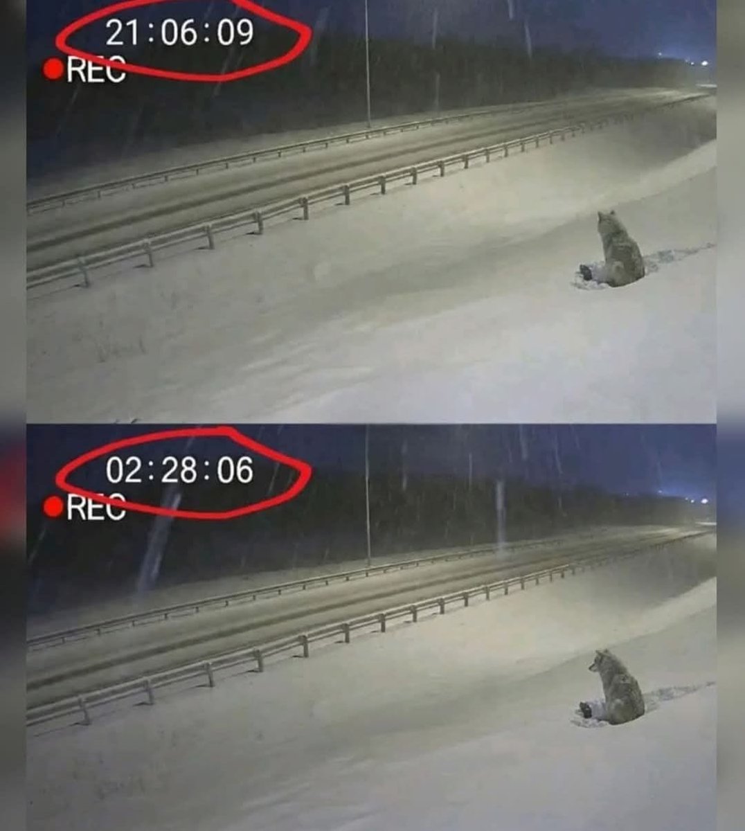 Pada jam 2:28 pagi, di sebuah jalan berais di Manitoba, Kanada....kamera pengawasan merakam satu adegan seperti dalam filem… tetapi ia benar-benar berlaku. 

💔 Seekor anjing tidak bergerak selama lebih empat jam.

Dia tidak berlari.

Dia tidak meminta pertolongan.

Dia tidak