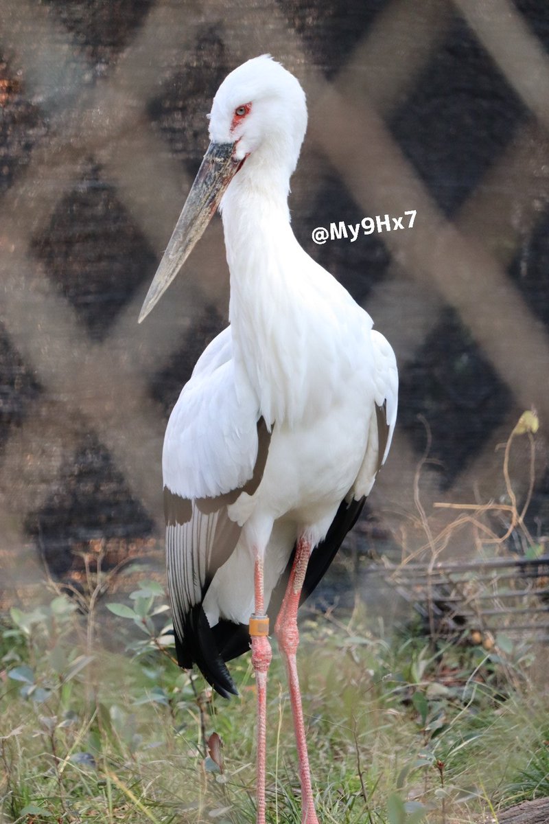 かけがえのない命　輝くいのち
素敵なマサムネさんと再会
#天王寺動物園　#コウノトリ
（2026.2）