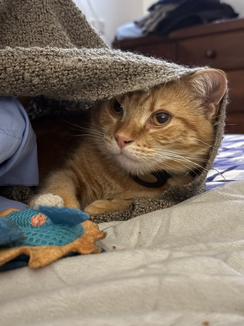 tenty's tweet photo. Just practicing my camouflage skills, don't mind me while I become one with the fuzzy blanket. Dad will never find me for my daily cuddle session.
#CharlieTheCat #iphone16promax #nofilter #caturdayJust practicing my camouflage skills, don't mind me while I become one with the f… https://t.co/6IXTYcpPiD