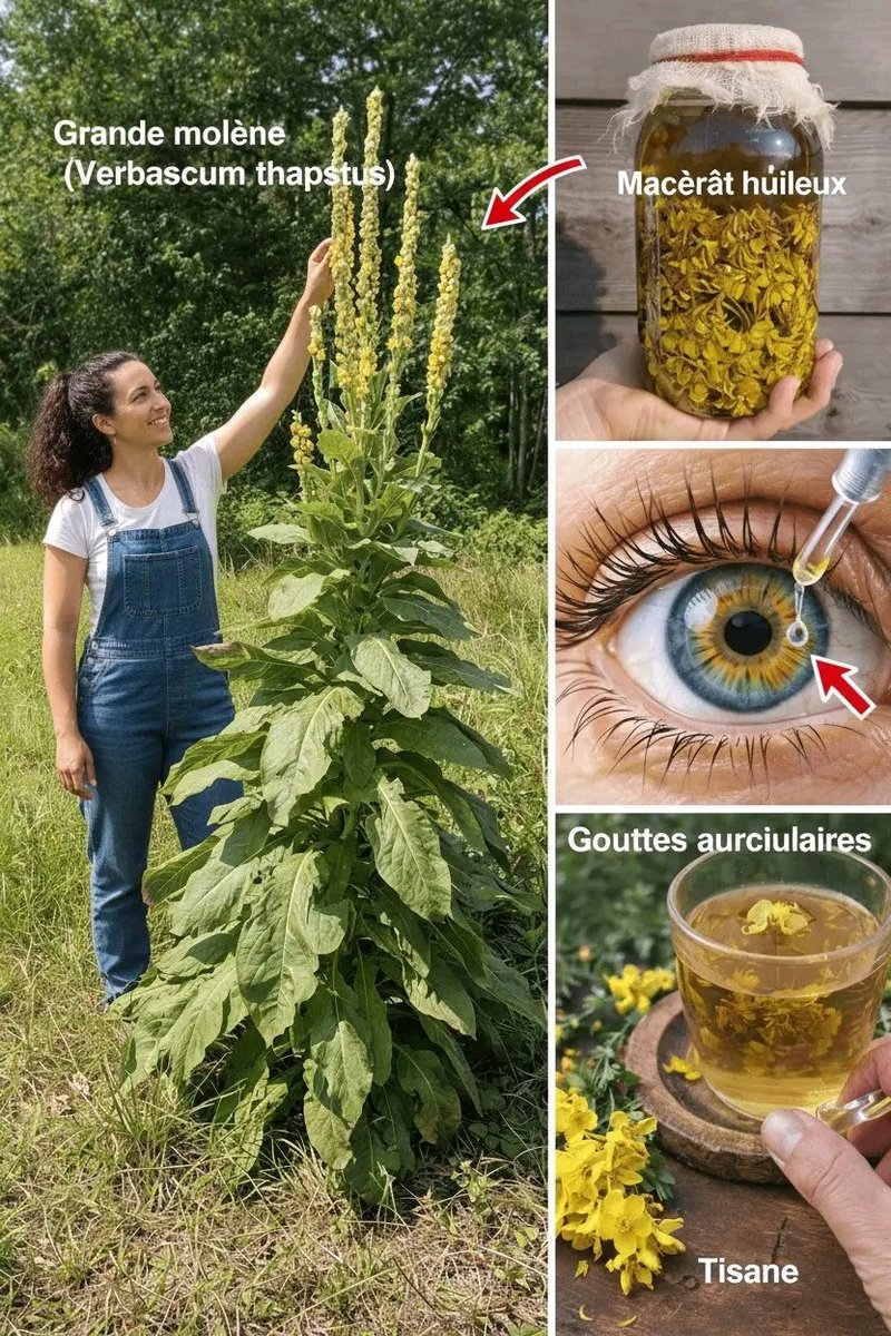 Le Rituel Ancestral de la Molène sur les Pieds : Habitudes Nocturnes Simples pour un Bien-être Retrouvé