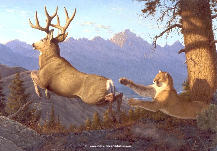 The Great Wild tweet media