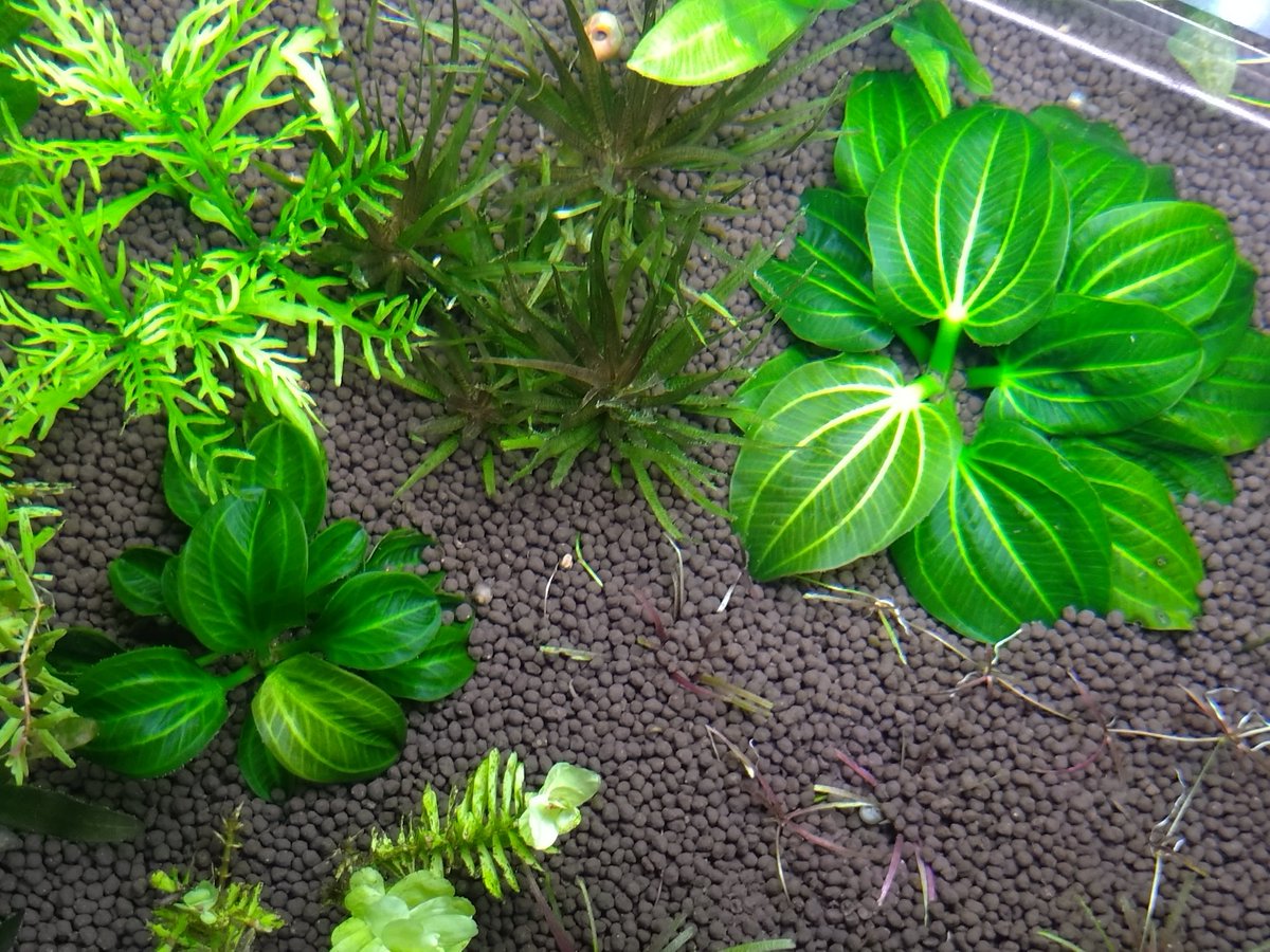 エキノドルス オパクス(左)とイグアス2009(右)の上見。 よき。 #水草