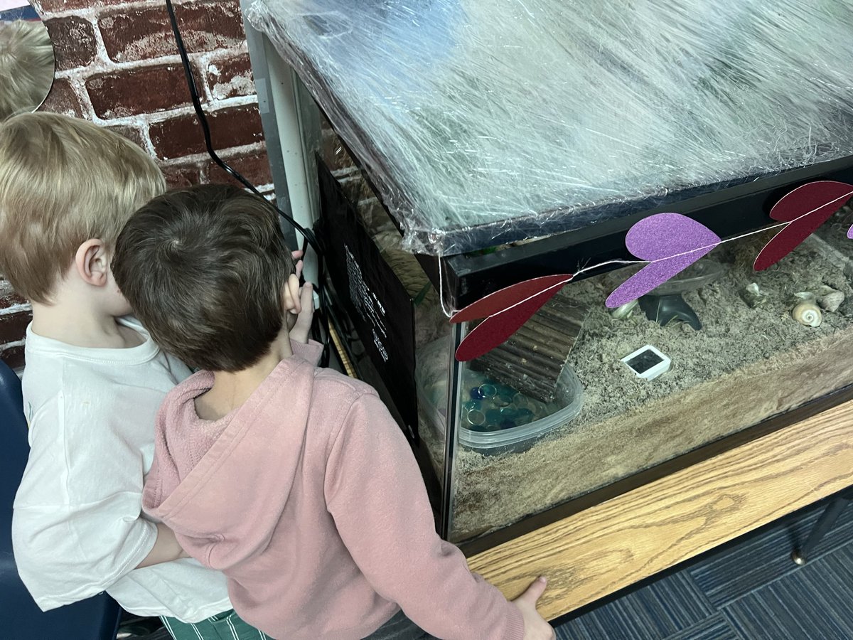 Our Cougar Cubs are observing their hermit crabs! 🐚