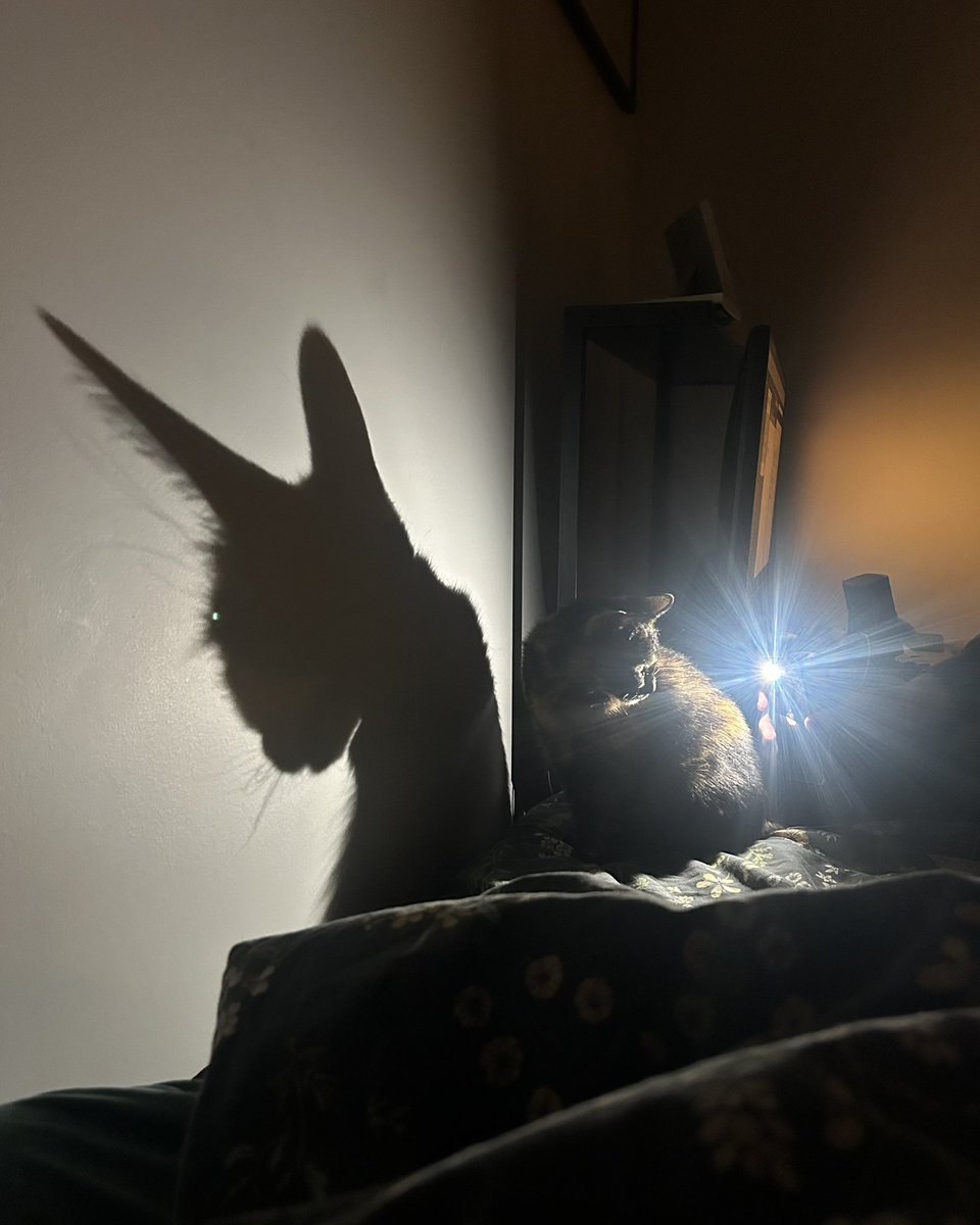 Peanut Butter 🤪 tweet media