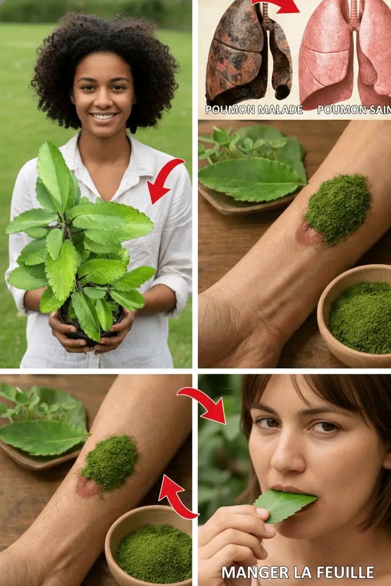 Kalanchoe pinnata (Hoja de la Vida) : Ses Usages Traditionnels et Comment Intégrer cette Plante au Quotidien pour votre Bien-être