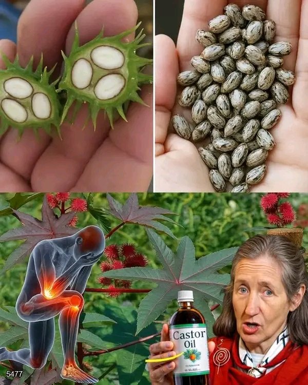 Grows everywhere, but most people have no idea this fruit is a real treasure… 💬👀
 Castor Oil after 50 - Here is what happens if you Use it...... 💬👀👇