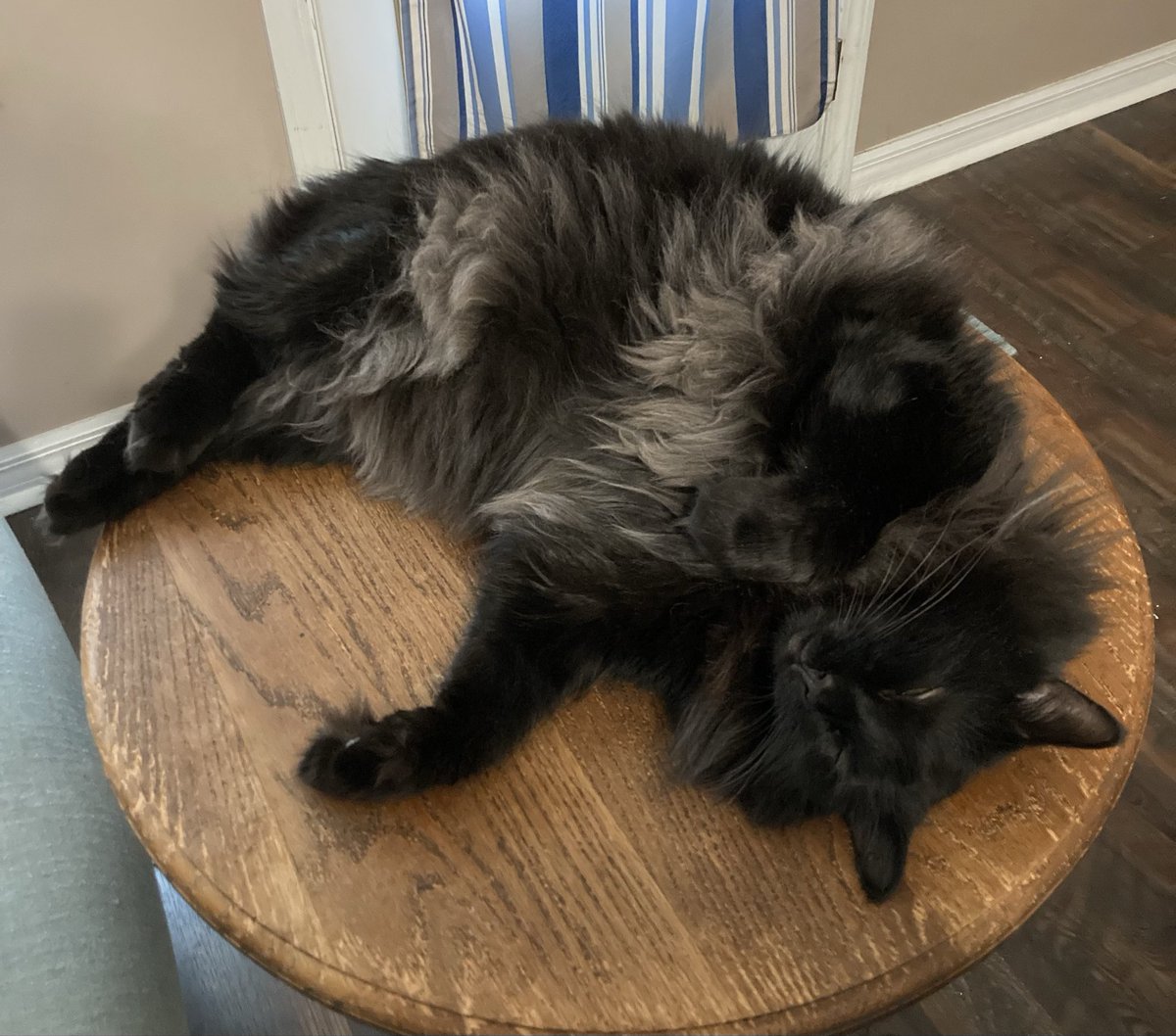 Hi friends! It’s a #JellyBellyFriday the 13th. We consider them very good luck. 🍀 
My mommy and her mom (RIP) were both born on one! Actually today would have been her mom’s 73rd birthday. 
Have a great day, don’t believe silly superstitions! 😻🐈‍⬛❤️