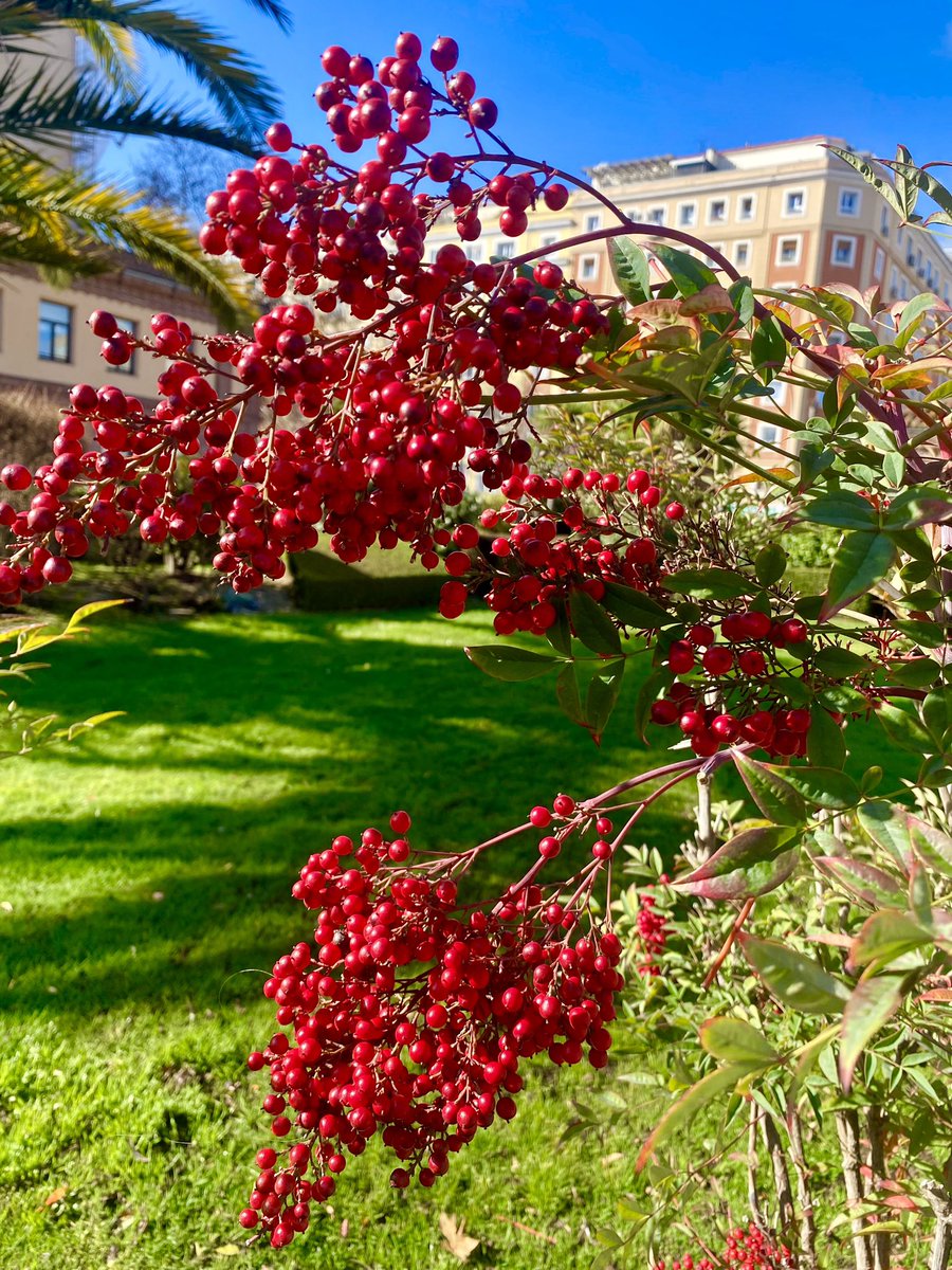 BAMBÚ SAGRADO…
He encontrado un macizo sensacional de “bambú sagrado” (Nandina domestica).
Todas las partes de esta planta, con bellísimos frutos en baya carmesí, son venenosas (contiene ácido cianhídrico) y podrían llegar a ser fatales si se ingieren.
#GenteApia