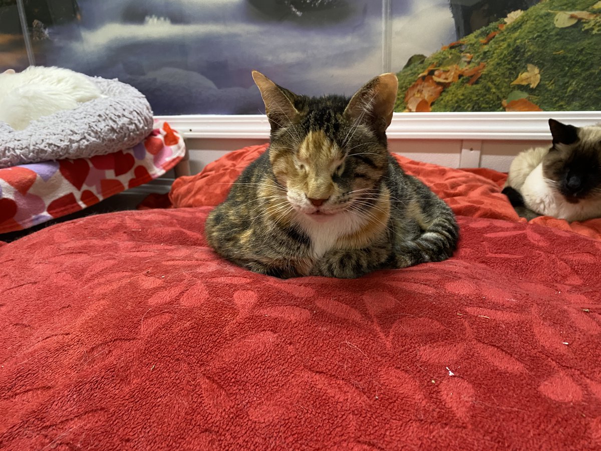 💙It's $5 Friday! 💙
Will you help the blind, FIV+, and FeLV+ cats with a donation for their $5 Friday Fundraiser? Every donation helps and is very much appreciated! You can donate at the link below! Thank you so much for loving the kitties!

Linktree: bit.ly/3JddLbc