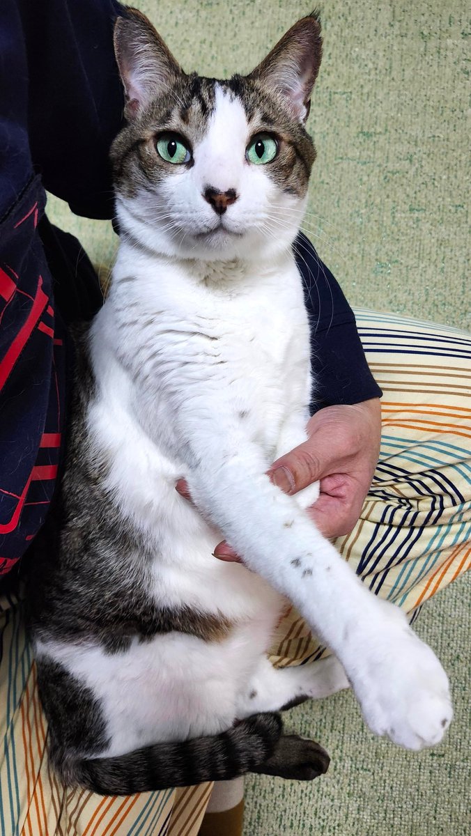 🐾とらちゃん😺💘😄🐾 ＃土アップ祭 🎉🍫🎉