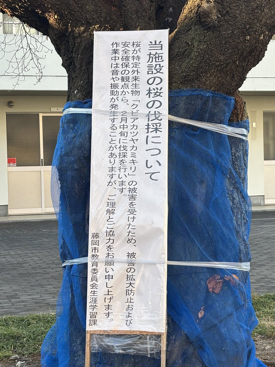 hjme1's tweet photo. 嗚呼嗚呼嗚呼嗚呼嗚呼、、、、、

象徴としての桜が、、、、

切り株は残るのかな？

バクチク春の桜まつりは？

バクチク花壇は？

悲しくて仕方ないです😭 https://t.co/mTW3Se3htV