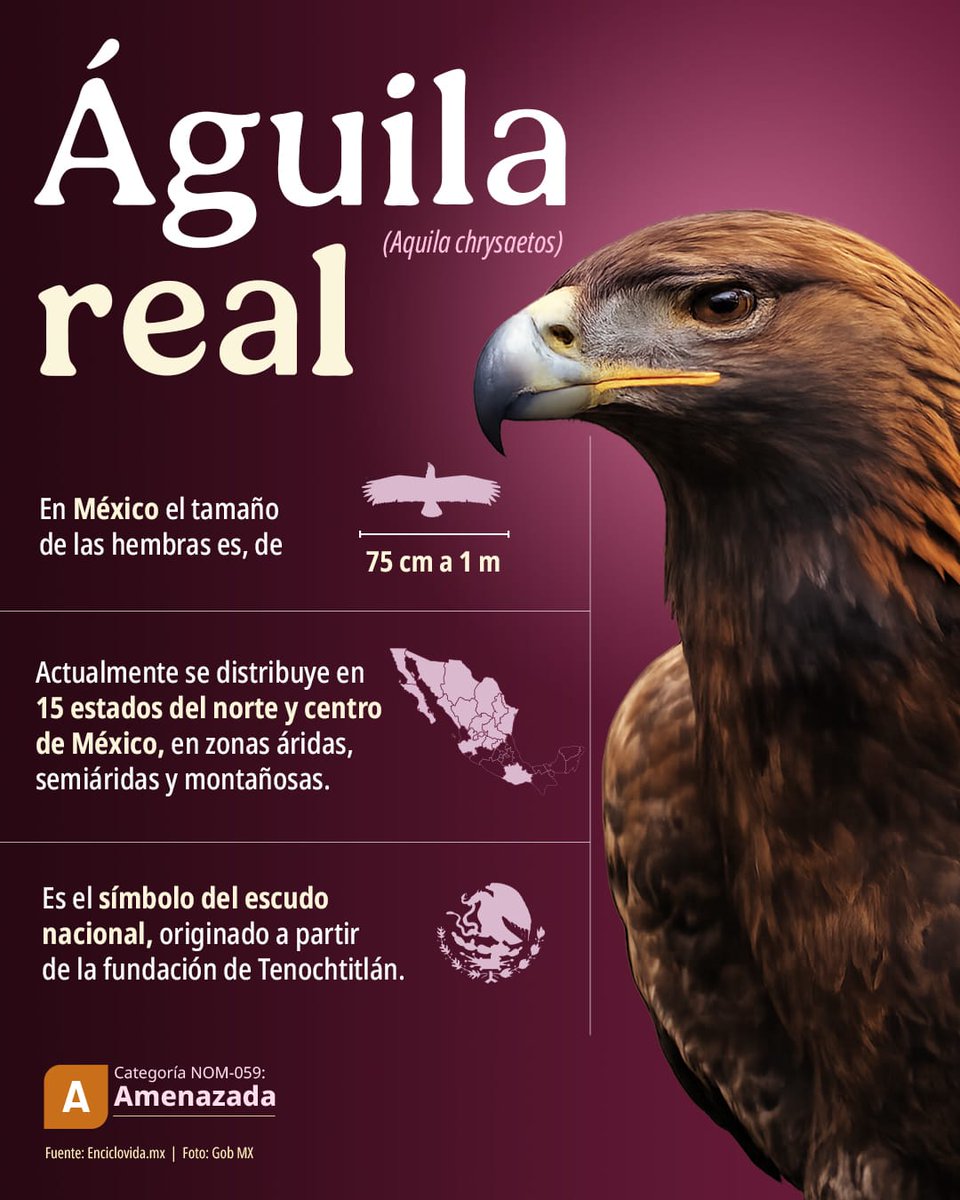 🟠El Águila real (Aquila chrysaetos) es el símbolo del escudo nacional 🇲🇽. Actualmente se distribuye en 15 estados del territorio nacional.

Se considera "Amenazada (A)" por la Norma Oficial Mexicana 059 y desde hace varios años se han implementado estrategias para conservar su