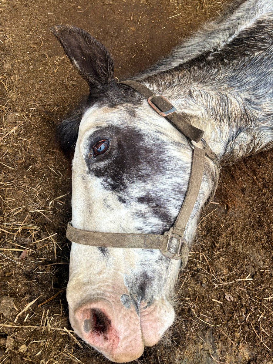 Leesha Lynette tweet media