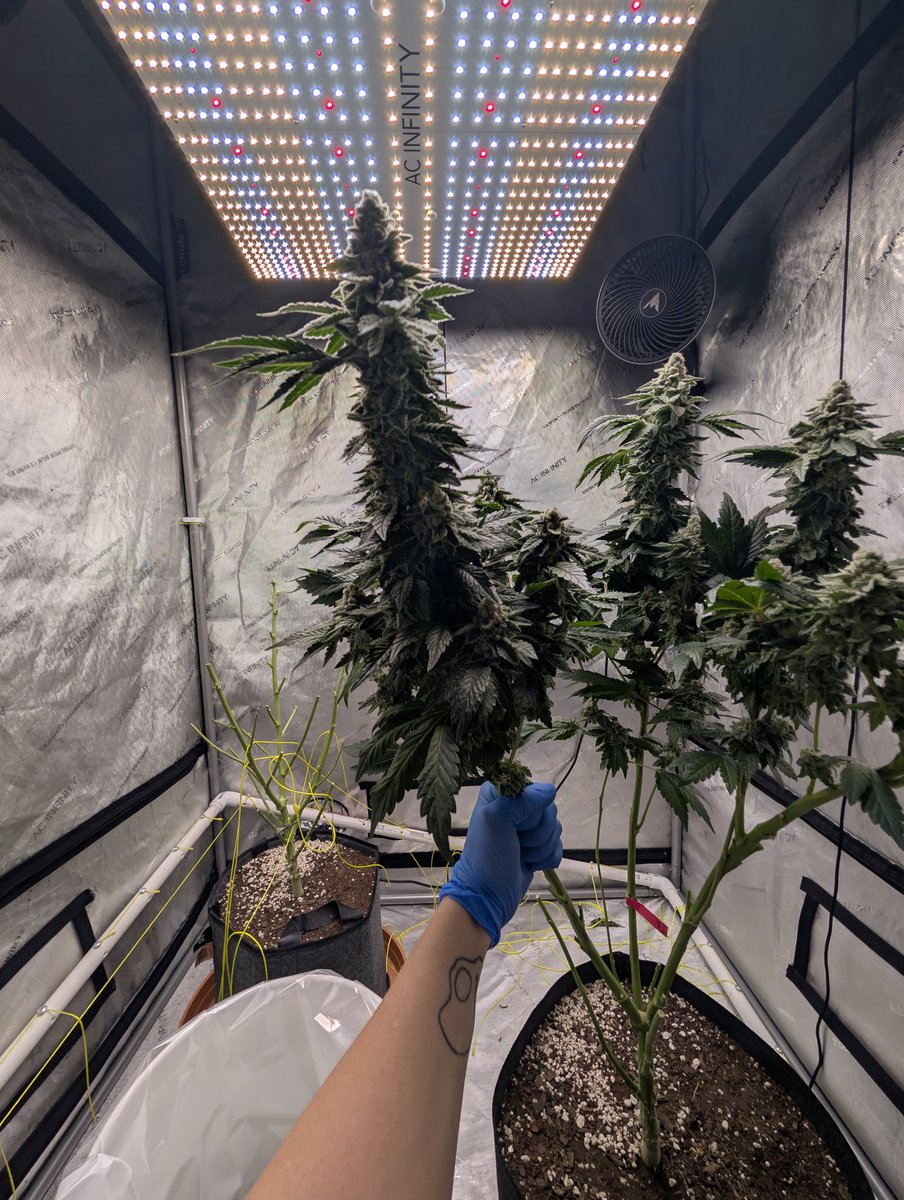 Happy_Terpmore's tweet photo. Not one to care too much about yields but this Purple Zikigai x Blue Slushie by @Raw_Genetics_  has shown the awesome work Brad and team put in! 🔥💪🏻🦵🏻 https://t.co/L5bbREUGHA
