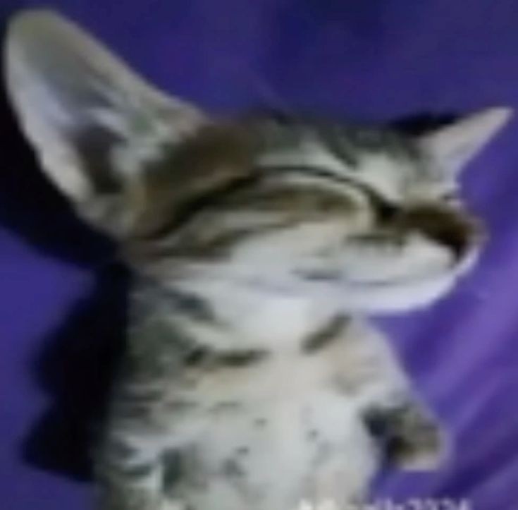 thorschuu's tweet photo. true, jabber is so cat coded https://t.co/k6MLD2bRRy