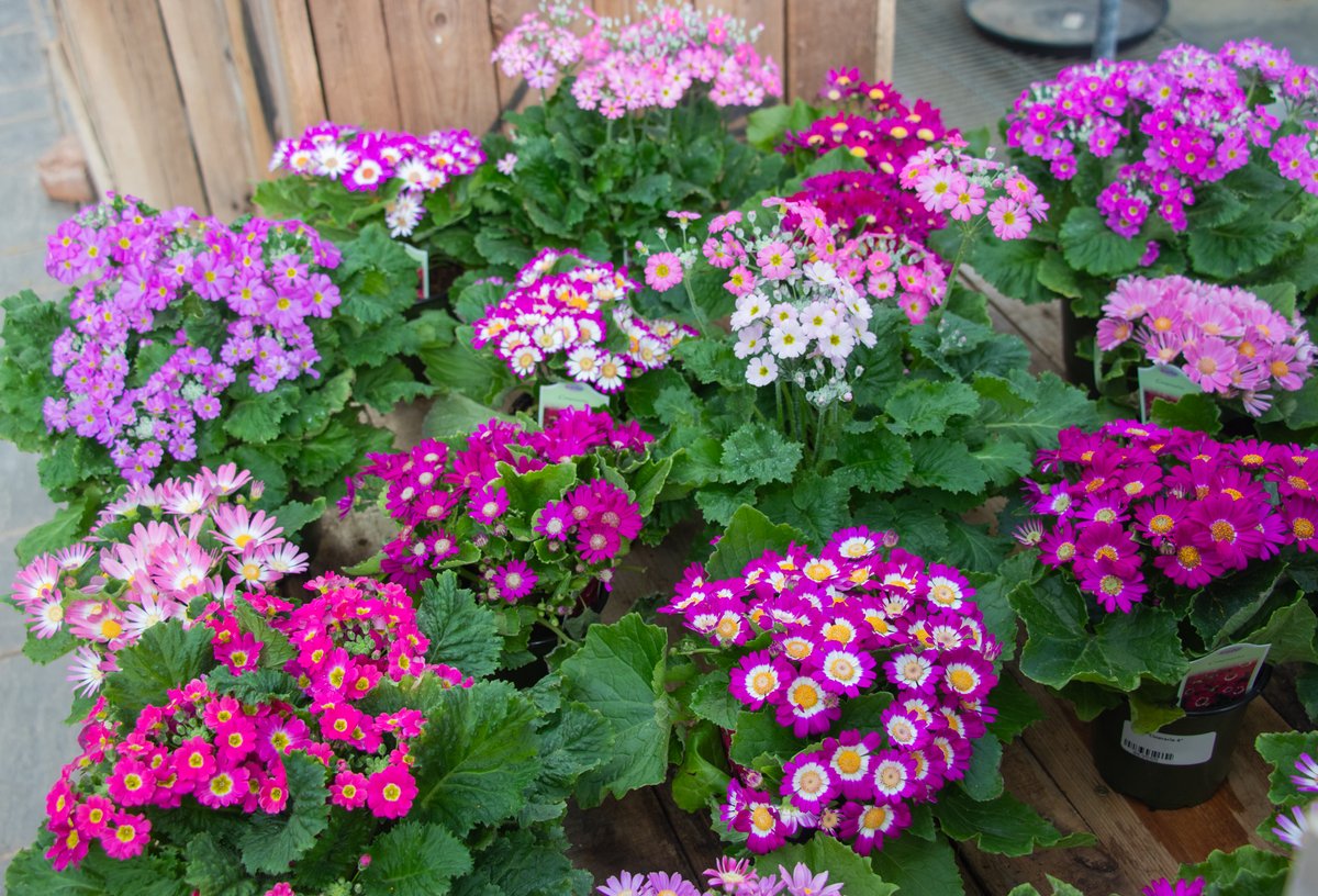 Lanoha Nurseries tweet media