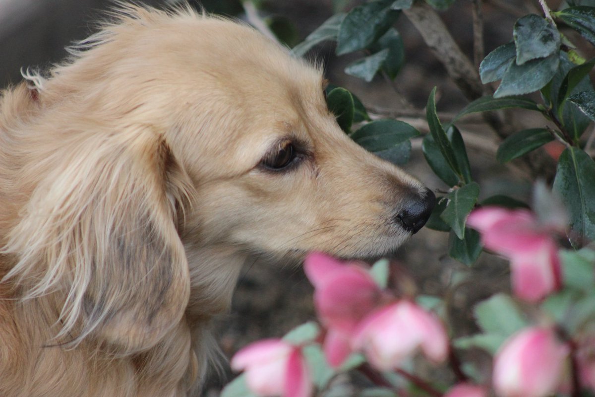 my moms dog is so elegant she loves to smell flowers