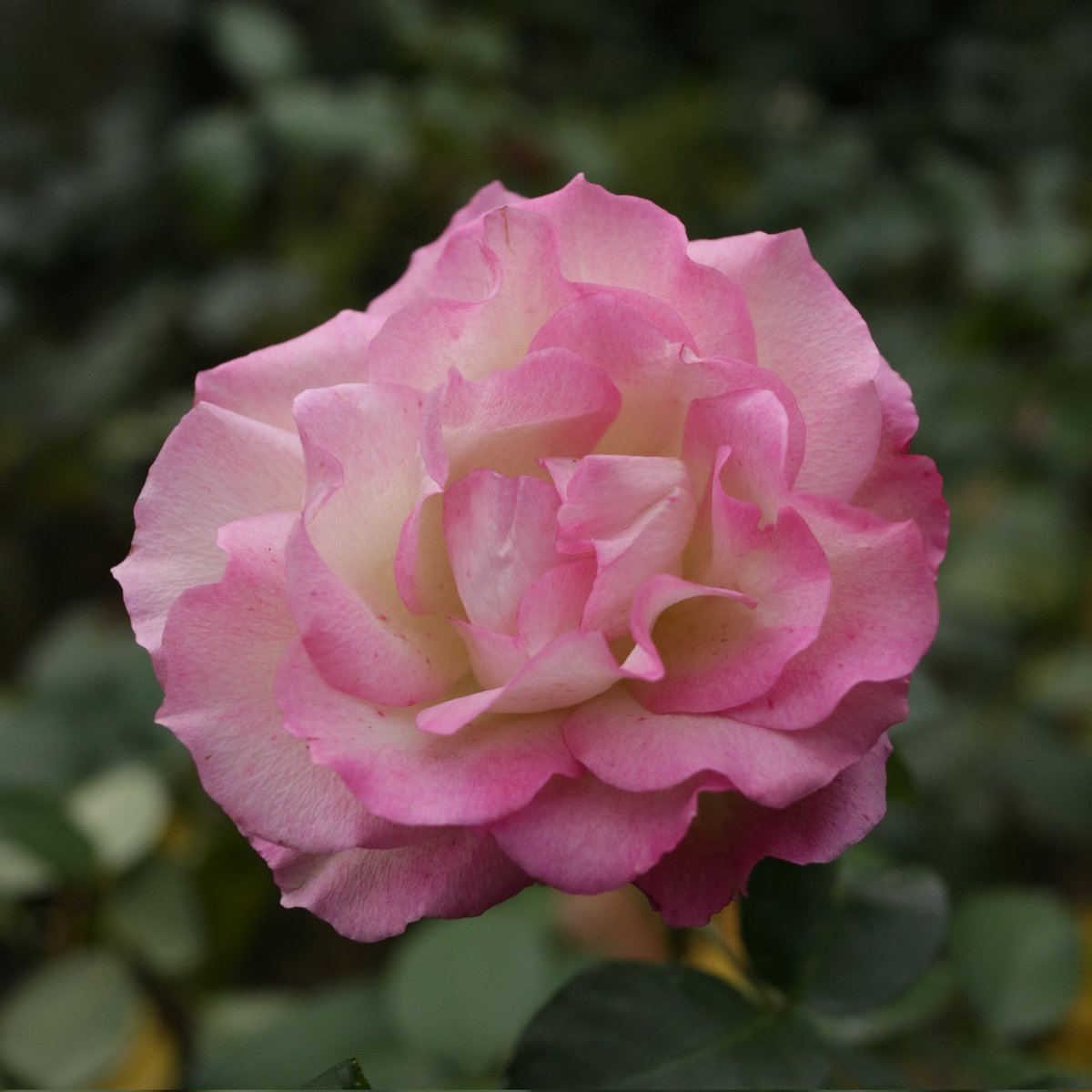 CDI881's tweet photo. 今日のスクエアはくしゅくしゅティッシュちゃん🌹
#バラ
#薔薇
#横浜イングリッシュガーデン
#秋バラ
#EOSM3
#222で切り取る私の世界 https://t.co/vg6ZKhOL1A