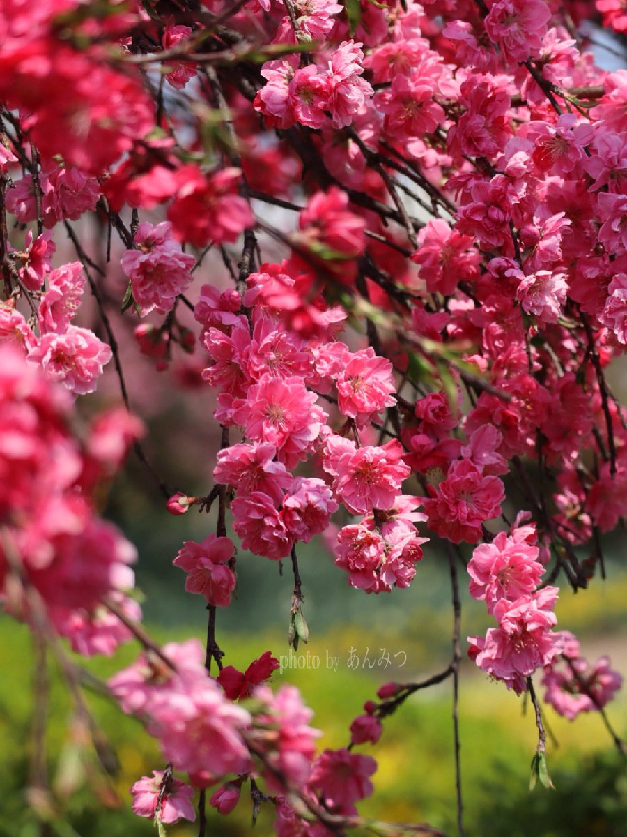 ☆あんみつ☆ (@BiDwVv7B2Uh5VYR) / Posts / X