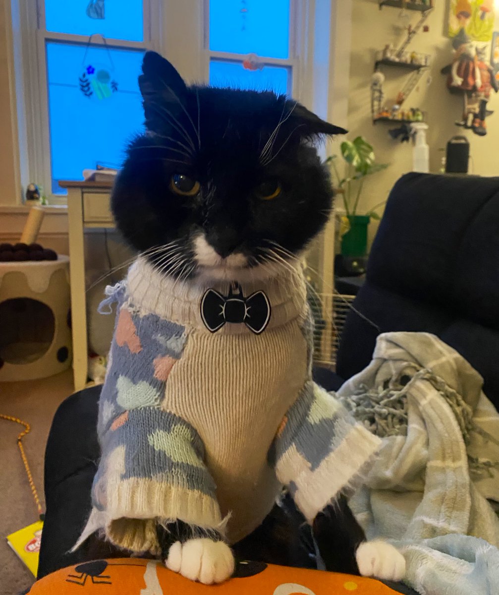 sproutposting's tweet photo. My sweet little old man, Morris, has passed on. He left at peace in the arms of Fern and I and with Beans, his brother, nearby. We’ll love and miss forever the only 15 year old cat who played like a kitten and loved like a puppy up until the final minute. Memento Amoris ❤️ https://t.co/YNBoXoXYfU