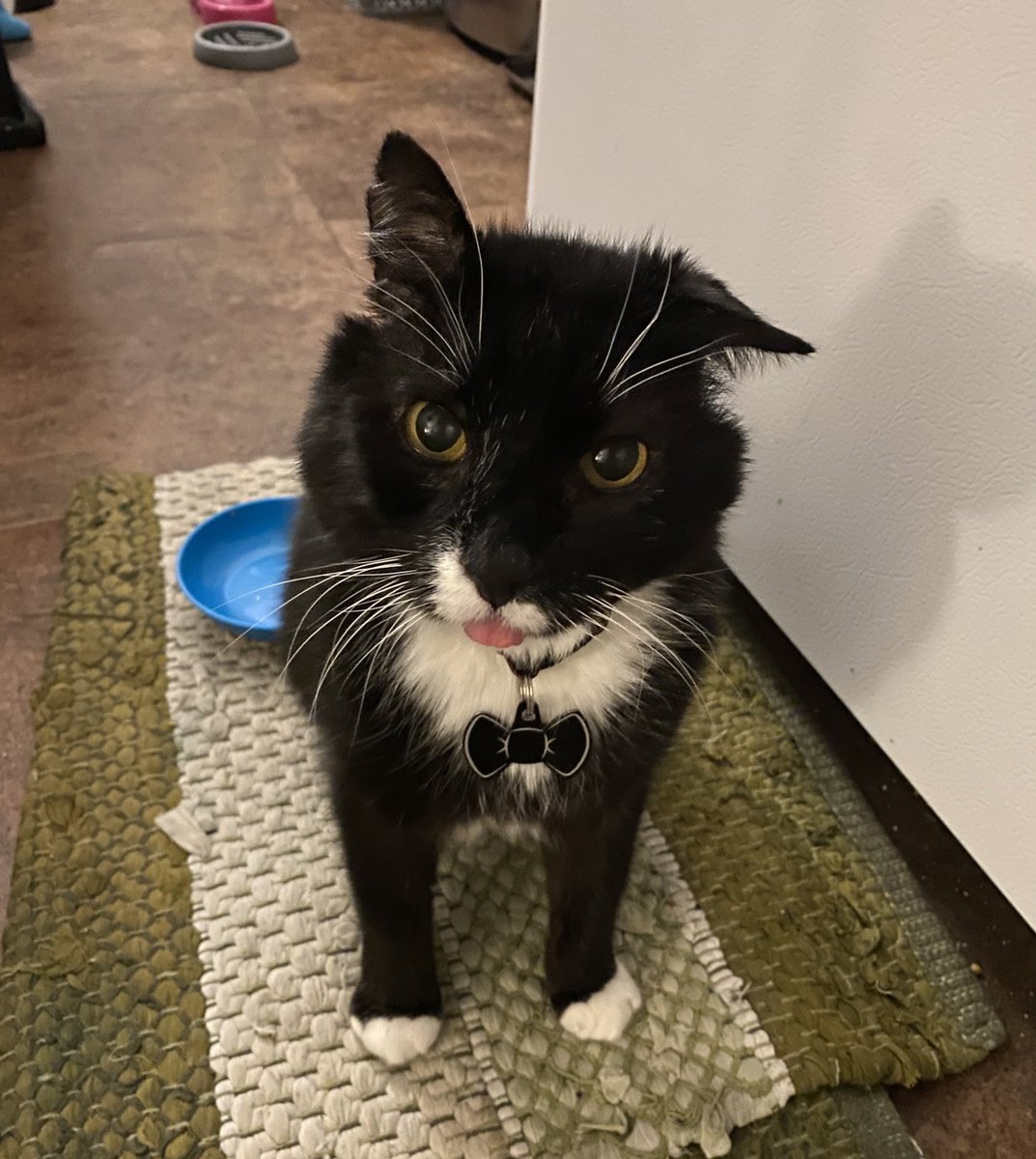 sproutposting's tweet photo. My sweet little old man, Morris, has passed on. He left at peace in the arms of Fern and I and with Beans, his brother, nearby. We’ll love and miss forever the only 15 year old cat who played like a kitten and loved like a puppy up until the final minute. Memento Amoris ❤️ https://t.co/YNBoXoXYfU