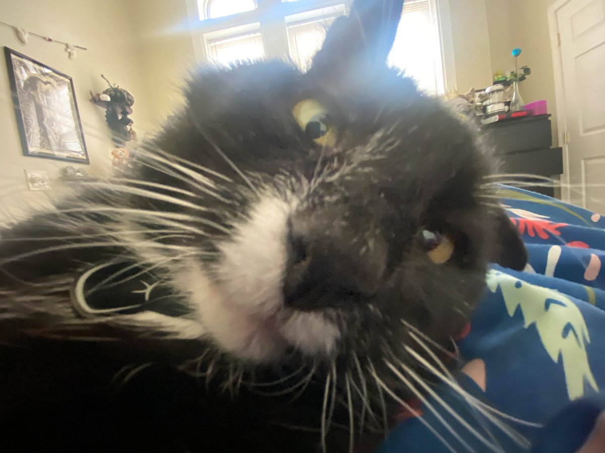 sproutposting's tweet photo. My sweet little old man, Morris, has passed on. He left at peace in the arms of Fern and I and with Beans, his brother, nearby. We’ll love and miss forever the only 15 year old cat who played like a kitten and loved like a puppy up until the final minute. Memento Amoris ❤️ https://t.co/YNBoXoXYfU