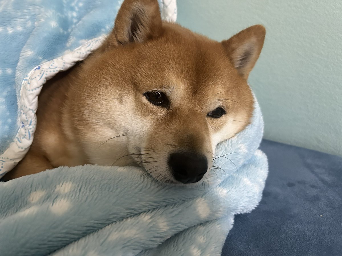 豆柴たわしくん (@tawashi429) / Posts / X