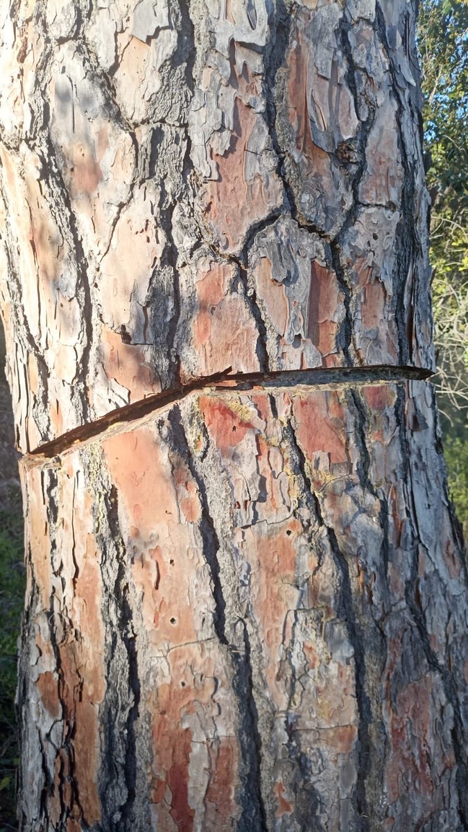 esparverblau's tweet photo. Leonardo da Vinci va dir ‘algun dia matar un animal serà com matar una persona’. Potser algun dia tallar un arbre centenari o malmetre’l també ho serà.  Matar un astor són 10 anys de vida, tallar un roure, o un pi bord de 150 anys, no tenim prou vida per torna-ne a veure. https://t.co/TTYaAYa3g9