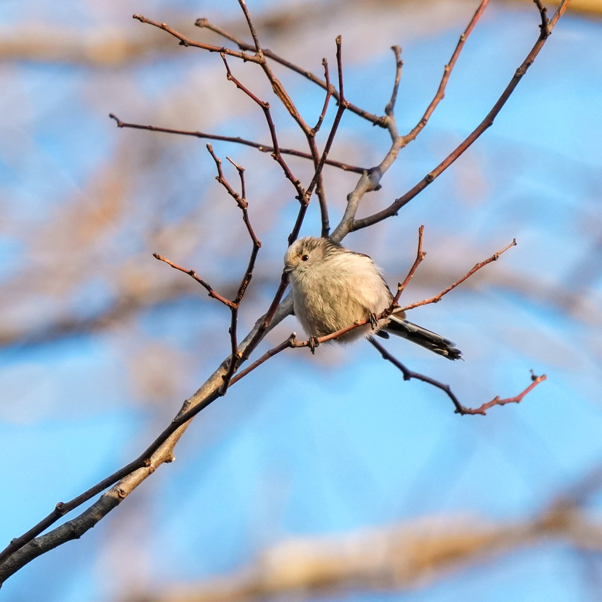 今朝も早速見つけたのに、ピュルルルルーと隠れてしまったよ。
( "ㅅ")
#エナガ
#LongTailedTit
#野鳥撮影