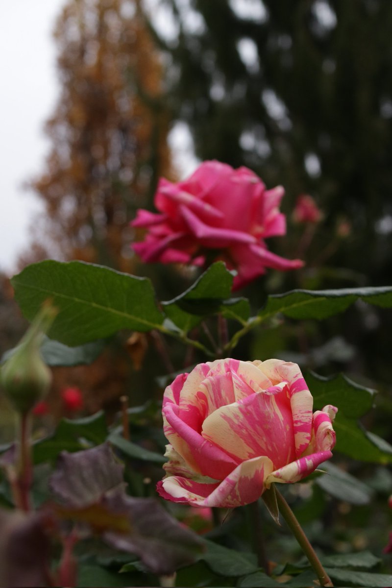 CDI881's tweet photo. 想い🌹
#バラ
#薔薇
#横浜イングリッシュガーデン
#秋バラ
#EOSM3
#222で切り取る私の世界 https://t.co/z2oVK0MNNd